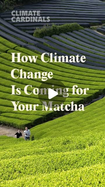 Climate Cardinals reel: How Climate Change Is Coming for Your Matcha