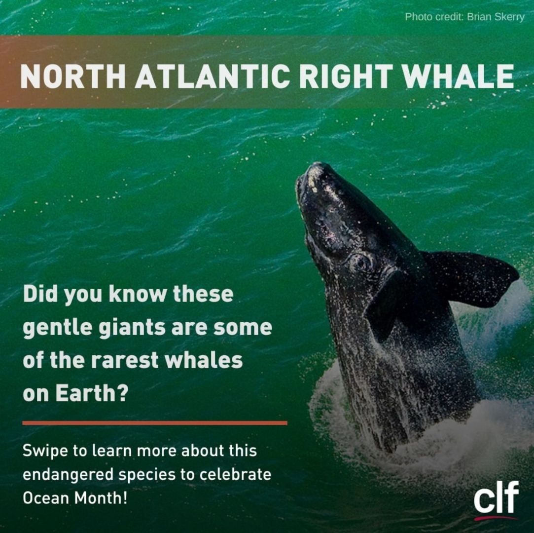 CLF North Atlantic Right Whale social graphic